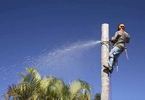 Best Hedge Trimming  in USA